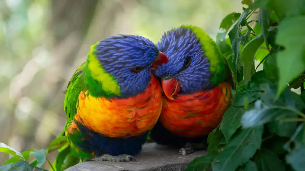two rainbow lorikeets snuggling among green leaves, colourful animal art photography