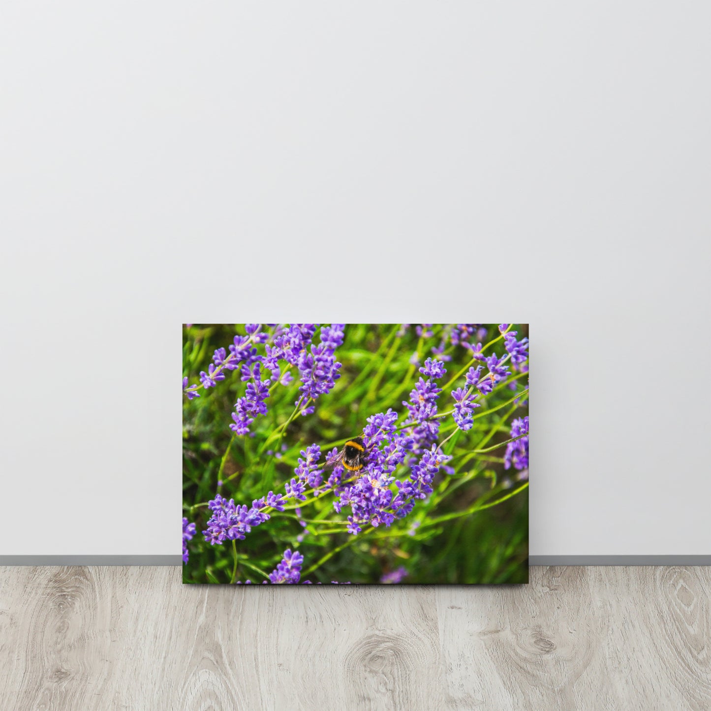 Bee on Lavender Flowers Canvas Print Size: 12″×16″