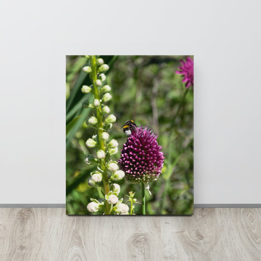 Bee on Wild Allium Flower Canvas Print Size: 16″×20″