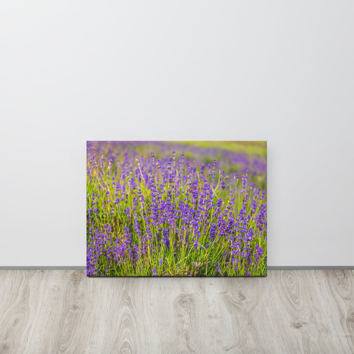 Lavender Field in Bloom Canvas Print Size: 18″×24″