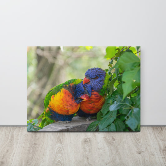 Cuddling Rainbow Lorikeets Canvas Print Size: 24″×32″