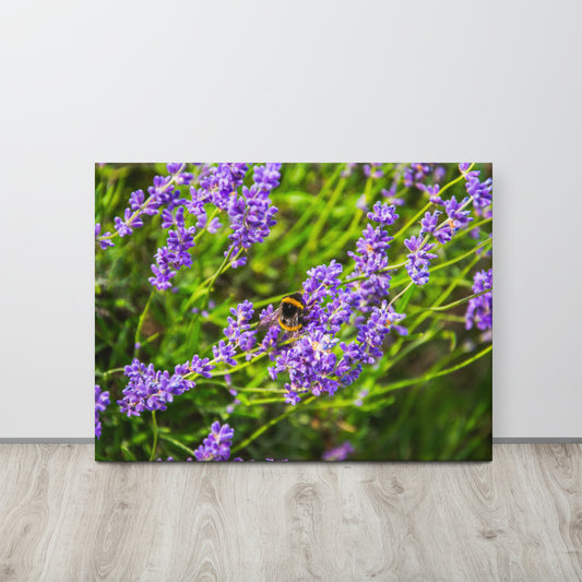 Bee on Lavender Flowers Canvas Print Size: 24″×32″