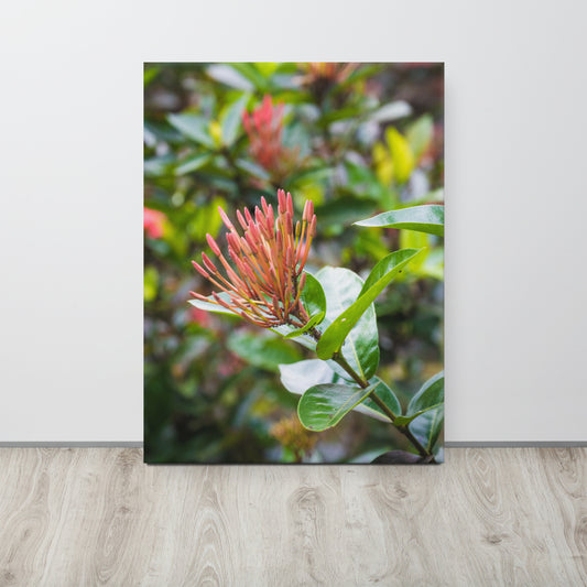 Red Ixora Bloom Close-Up Canvas Print Size: 24″×32″