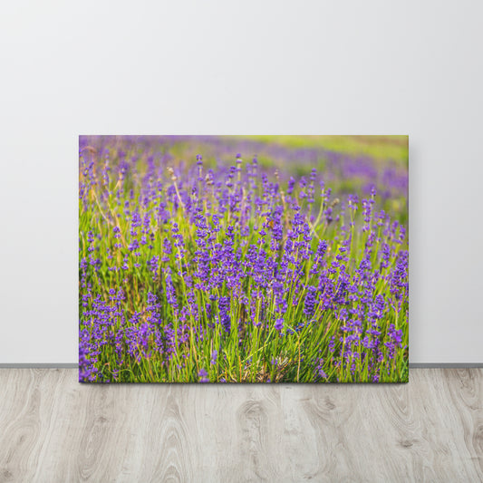Lavender Field in Bloom Canvas Print Size: 24″×32″