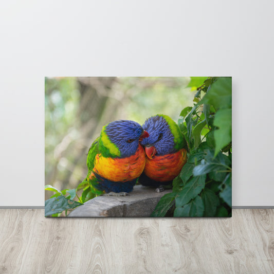 Rainbow Lorikeet Pair Close-Up Canvas Print Size: 24″×32″
