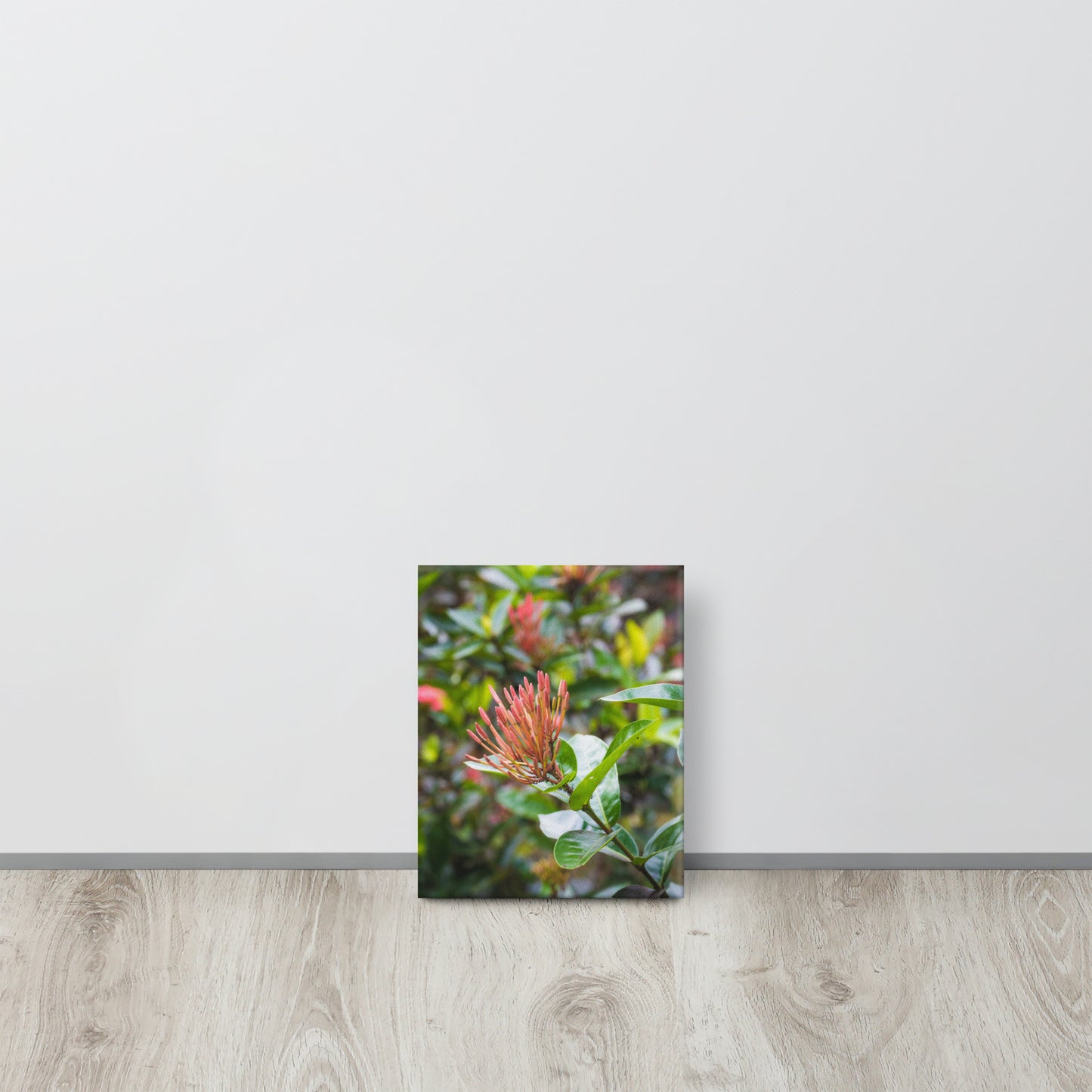 Red Ixora Bloom Close-Up Canvas Print Size: 8″×10″