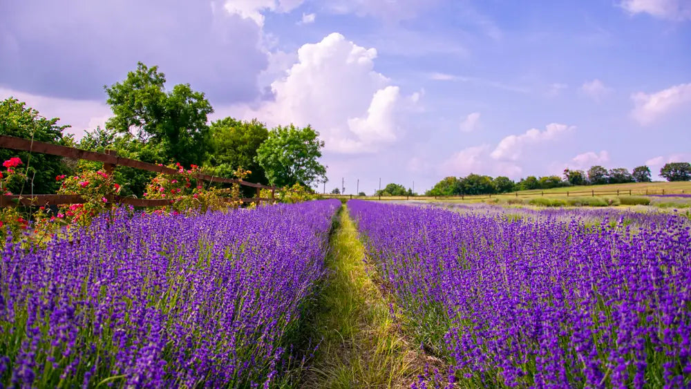 nature art featuring vibrant lavender fields stretching into the distance under a bright summer sky