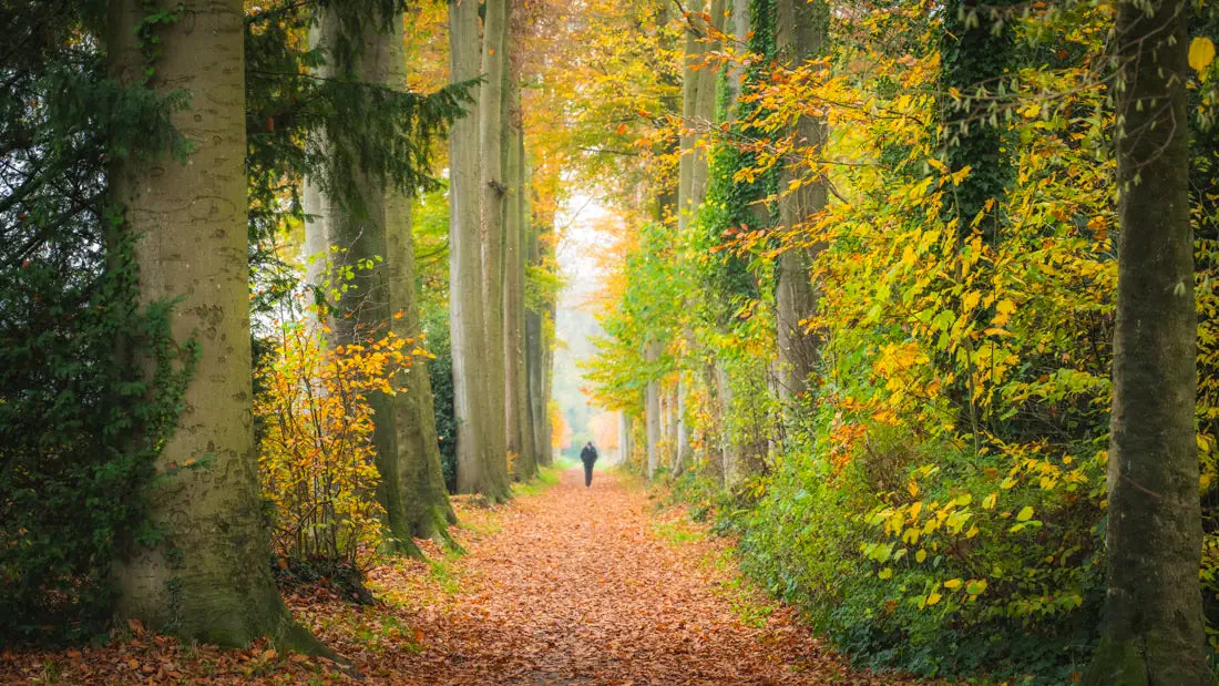 Autumn art depicted by a Belgian forest pathway
