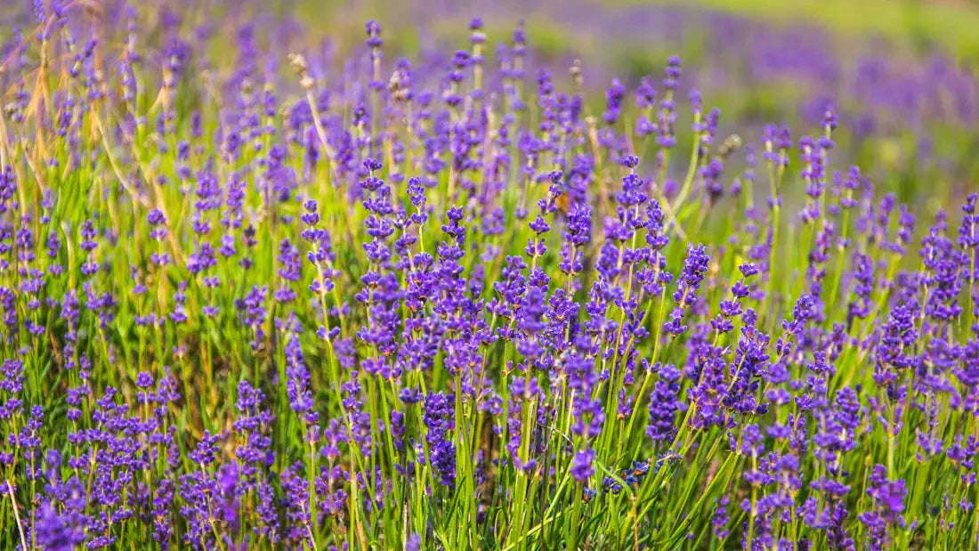 Flower art collection depicted by a lavender field