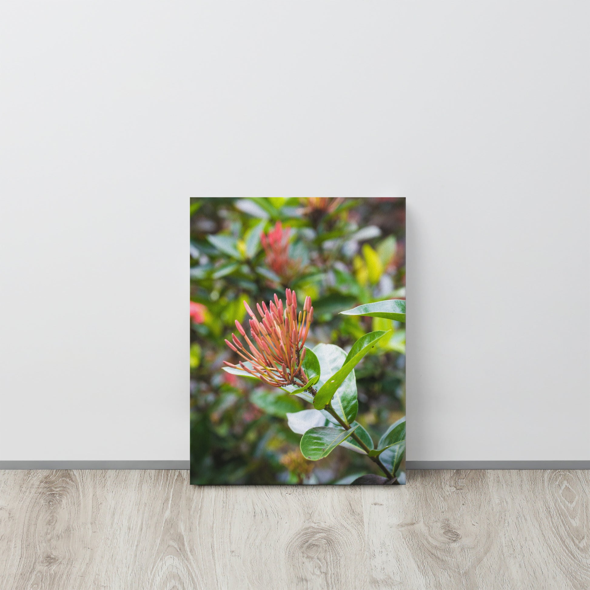 Red Ixora Bloom Close-Up Canvas Print Size: 12″×16″
