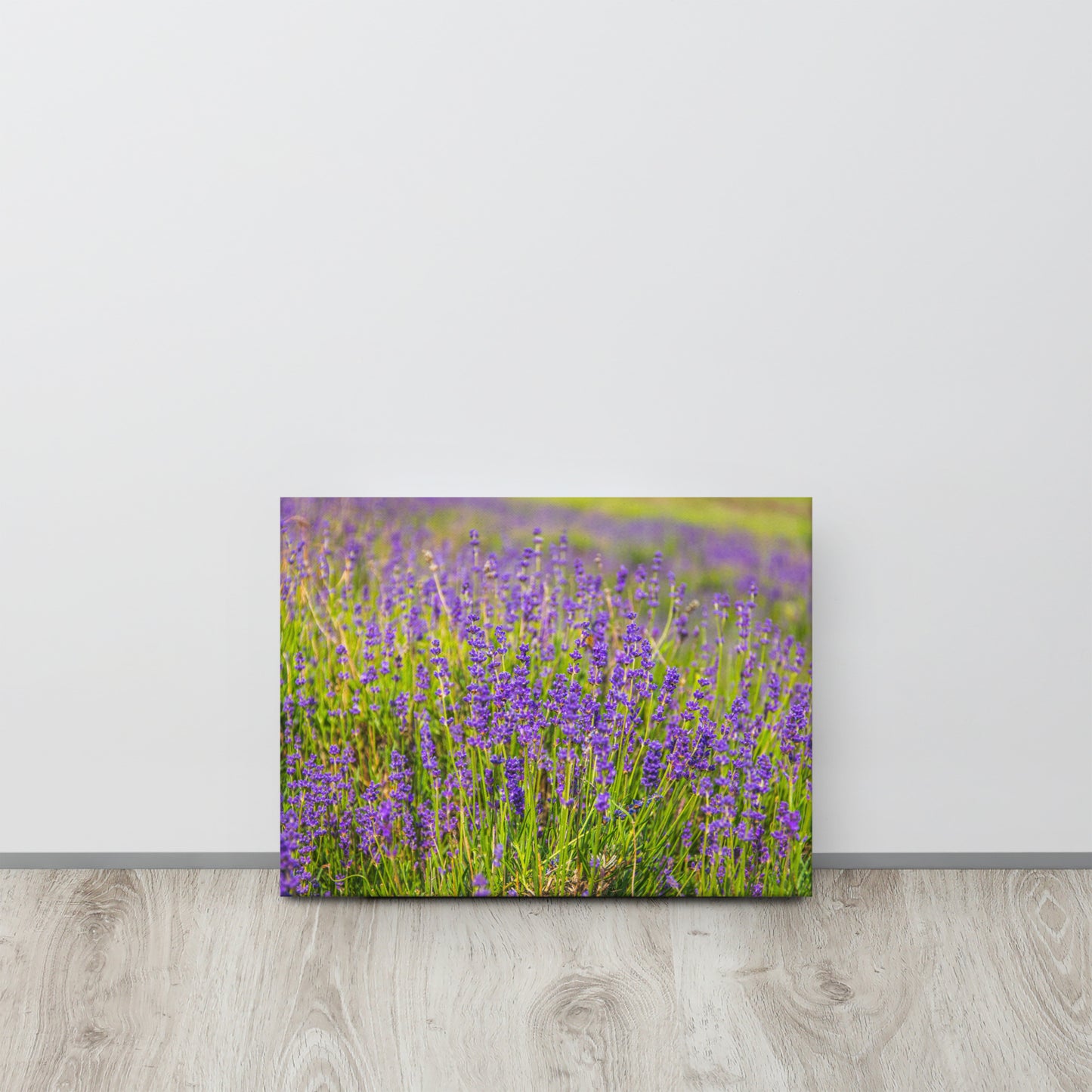 Lavender Field in Bloom Canvas Print Size: 12″×16″