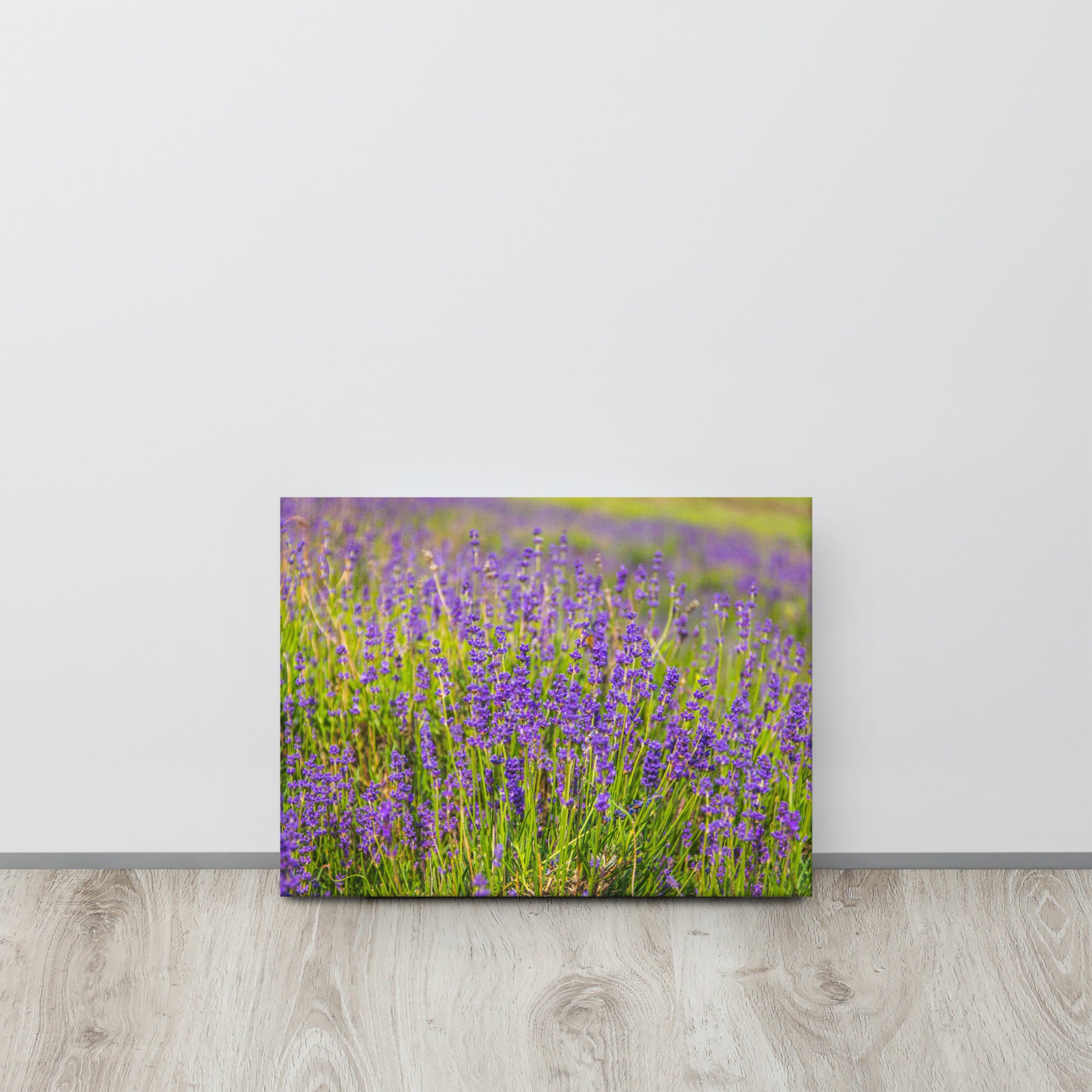 Lavender Field in Bloom Canvas Print Size: 12″×16″