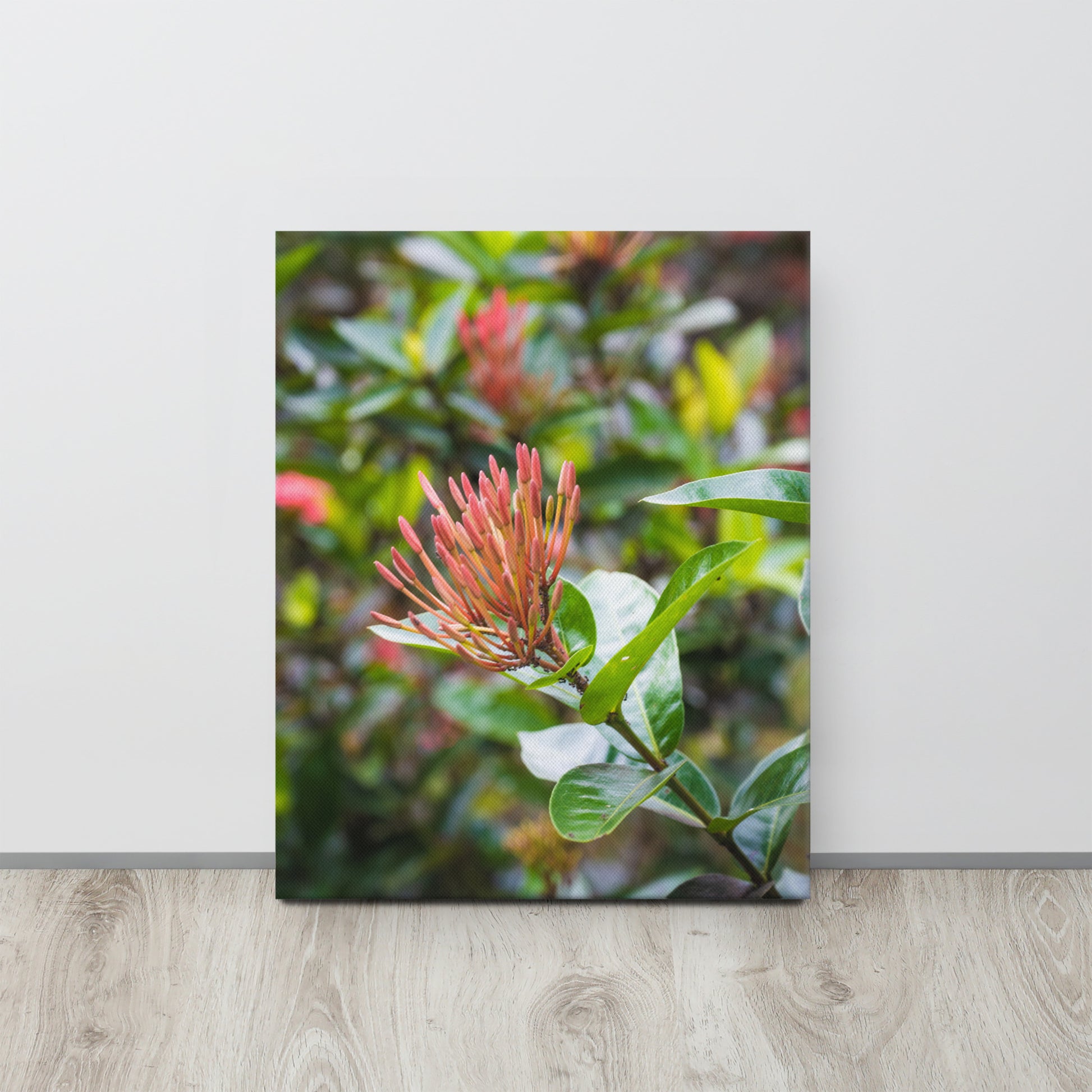 Red Ixora Bloom Close-Up Canvas Print Size: 16″×20″