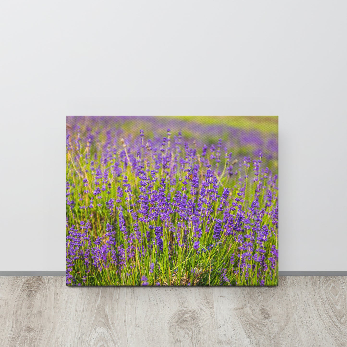 Lavender Field in Bloom Canvas Print Size: 16″×20″