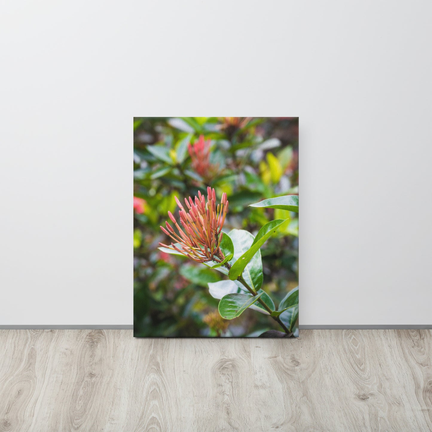 Red Ixora Bloom Close-Up Canvas Print Size: 18″×24″