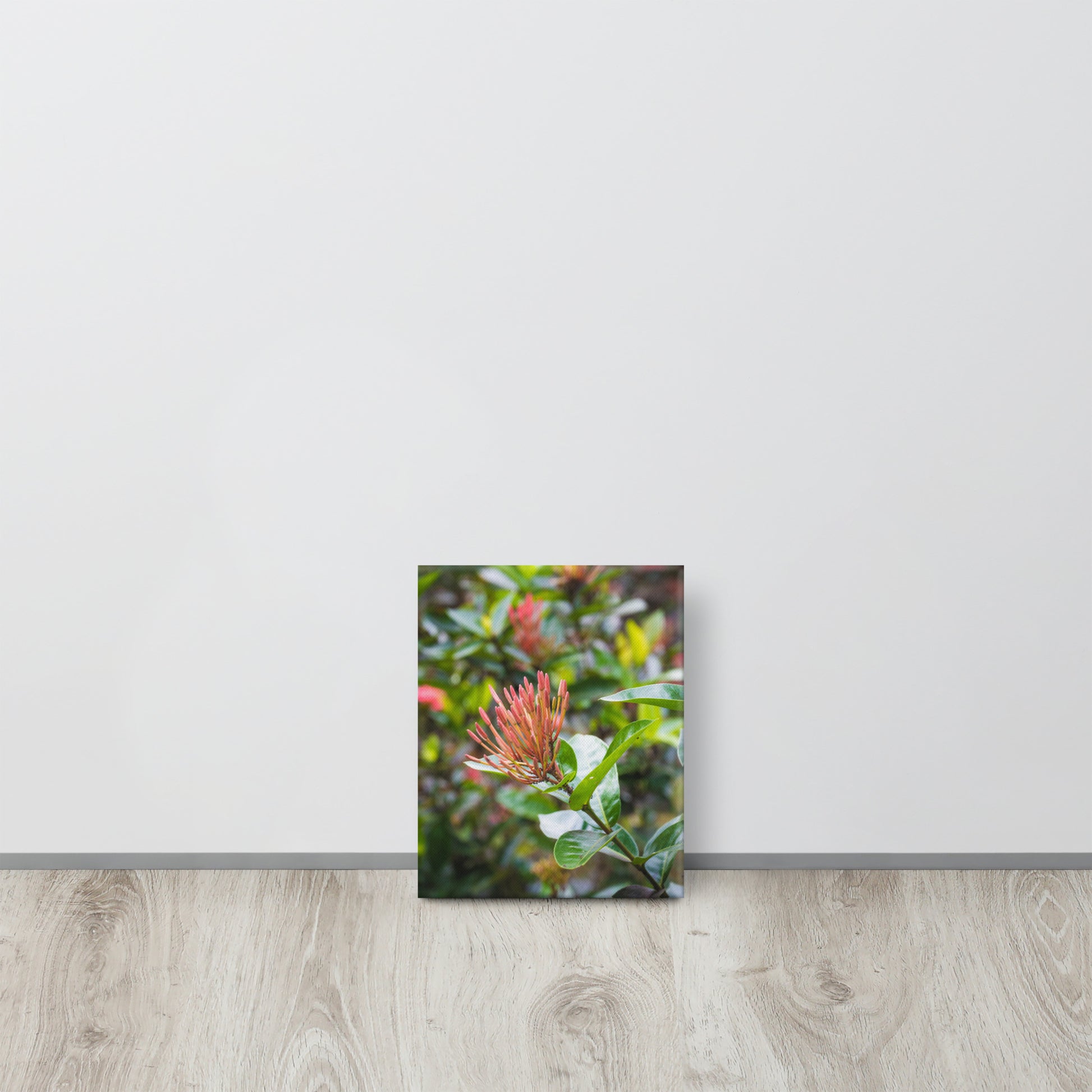 Red Ixora Bloom Close-Up Canvas Print Size: 8″×10″