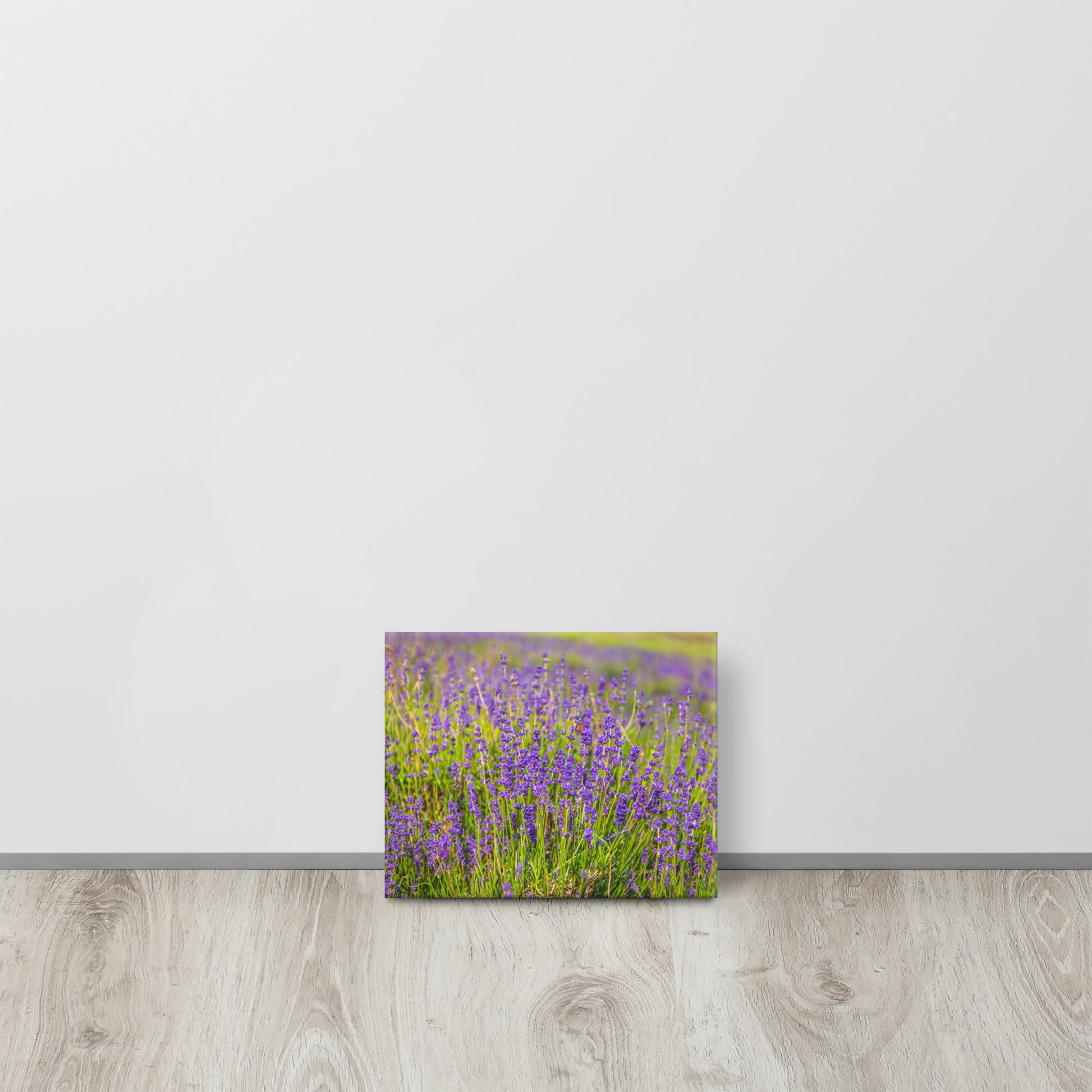Lavender Field in Bloom Canvas Print Size: 8″×10″
